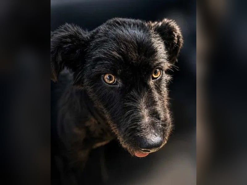 Kito sucht seine aktive Familie