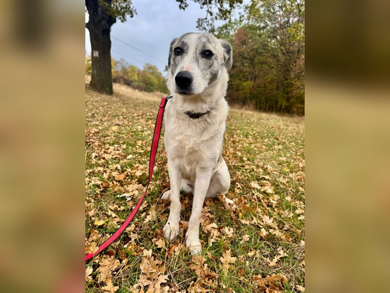 IVY – NEUN WELPEN HAT SIE LIEBE GESCHENKT. JETZT IST SIE AN DER REIHE! ❤️