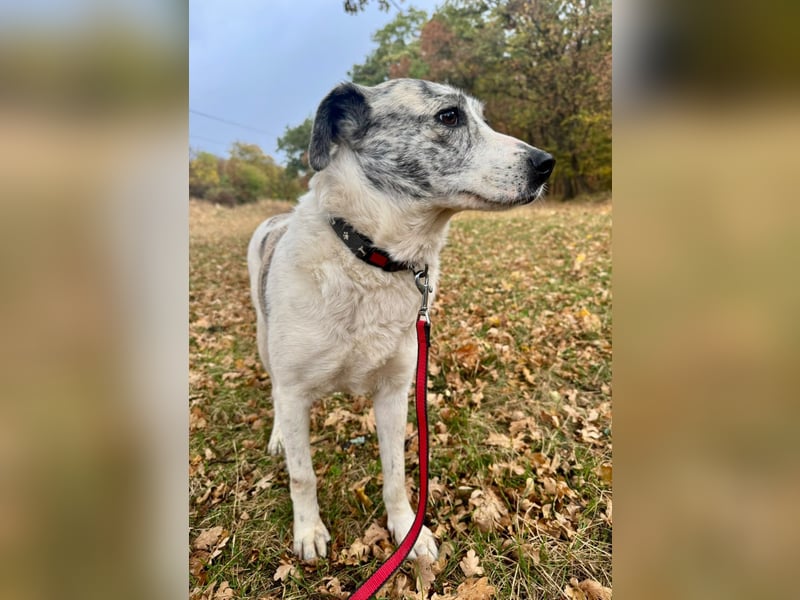 IVY – NEUN WELPEN HAT SIE LIEBE GESCHENKT. JETZT IST SIE AN DER REIHE! ❤️