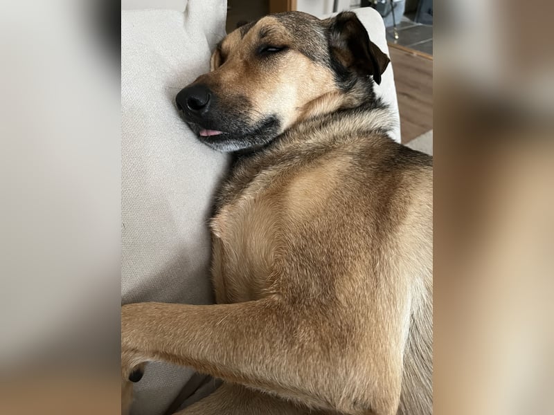 Zuhause mit Hundeerfahrung gesucht – Hayat (ca. 7 Jahre, Mischlingshündin)