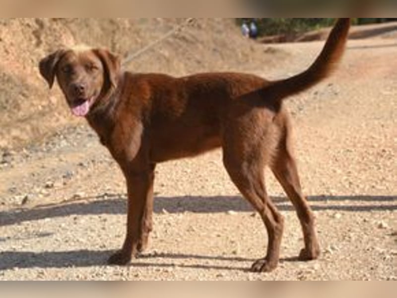 Leonardo, ein fröhlicher Wirbelwind und treuer Gefährte