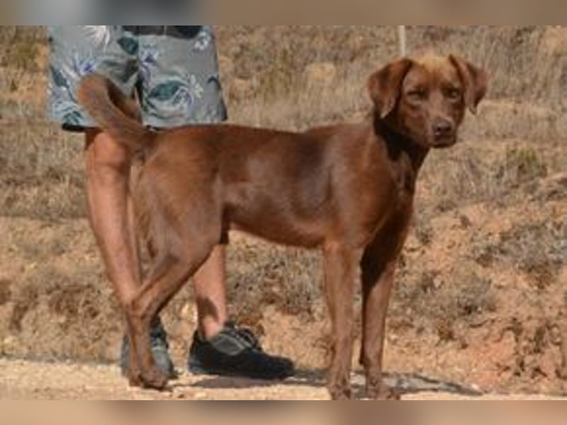 Leonardo, ein fröhlicher Wirbelwind und treuer Gefährte