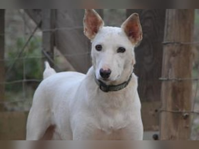 Lagune, ein zugewandter und liebenswerter Wildfang