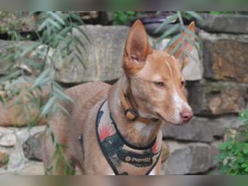 Nubi, eine sanfte kleine Entdeckerin mit vorsichtiger Neugier