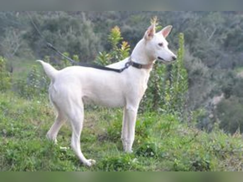 Lagune, ein zugewandter und liebenswerter Wildfang