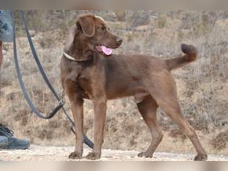 Leonardo, ein fröhlicher Wirbelwind und treuer Gefährte