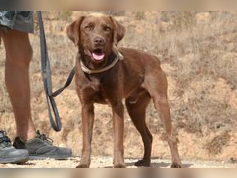 Leonardo, ein fröhlicher Wirbelwind und treuer Gefährte