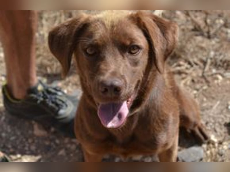 Leonardo, ein fröhlicher Wirbelwind und treuer Gefährte