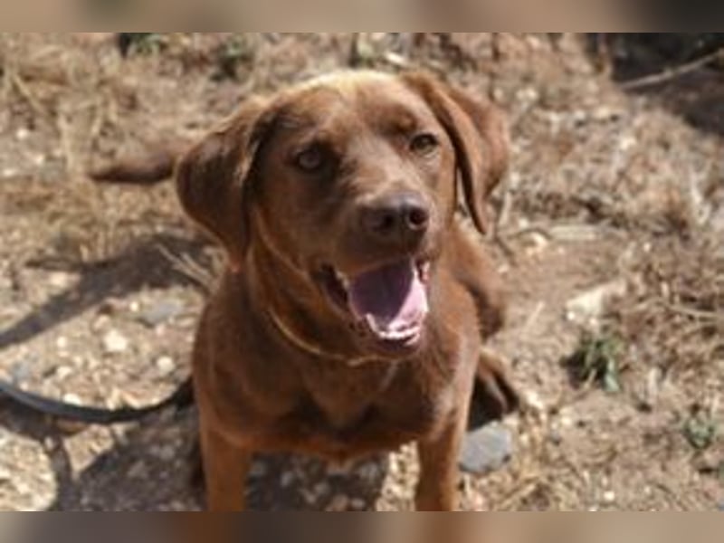 Leonardo, ein fröhlicher Wirbelwind und treuer Gefährte