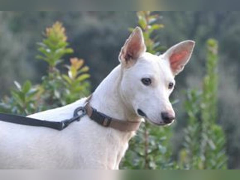 Lagune, ein zugewandter und liebenswerter Wildfang