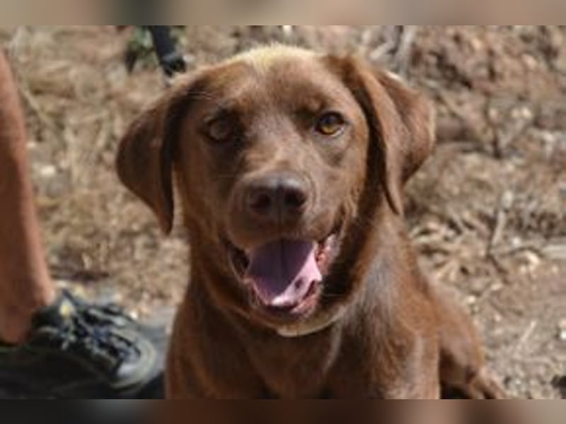 Leonardo, ein fröhlicher Wirbelwind und treuer Gefährte