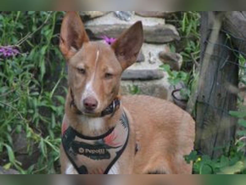 Nubi, eine sanfte kleine Entdeckerin mit vorsichtiger Neugier