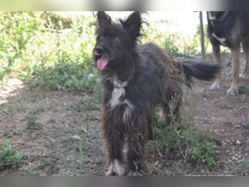 Motti und ihre Hundefreunde suchen dringend eine liebevolle neue Bleibe