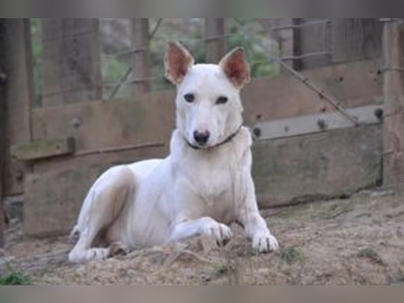 Lagune, ein zugewandter und liebenswerter Wildfang