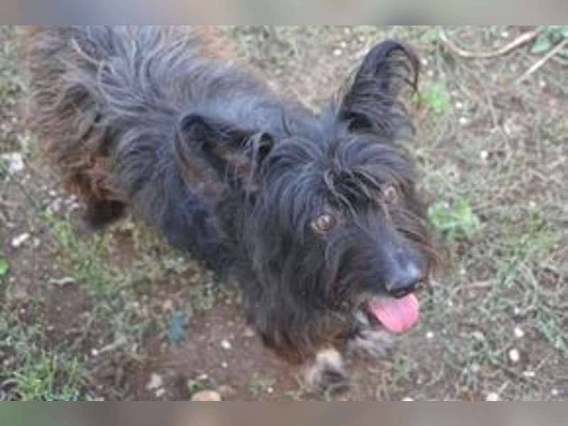 Motti und ihre Hundefreunde suchen dringend eine liebevolle neue Bleibe
