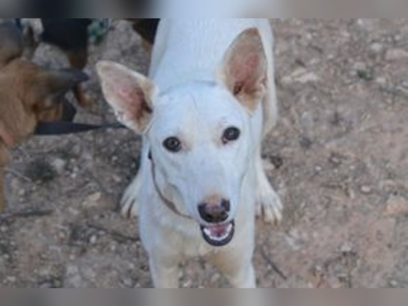 Lagune, ein zugewandter und liebenswerter Wildfang