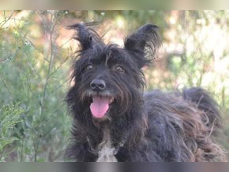 Motti und ihre Hundefreunde suchen dringend eine liebevolle neue Bleibe