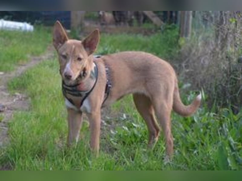 Nubi, eine sanfte kleine Entdeckerin mit vorsichtiger Neugier