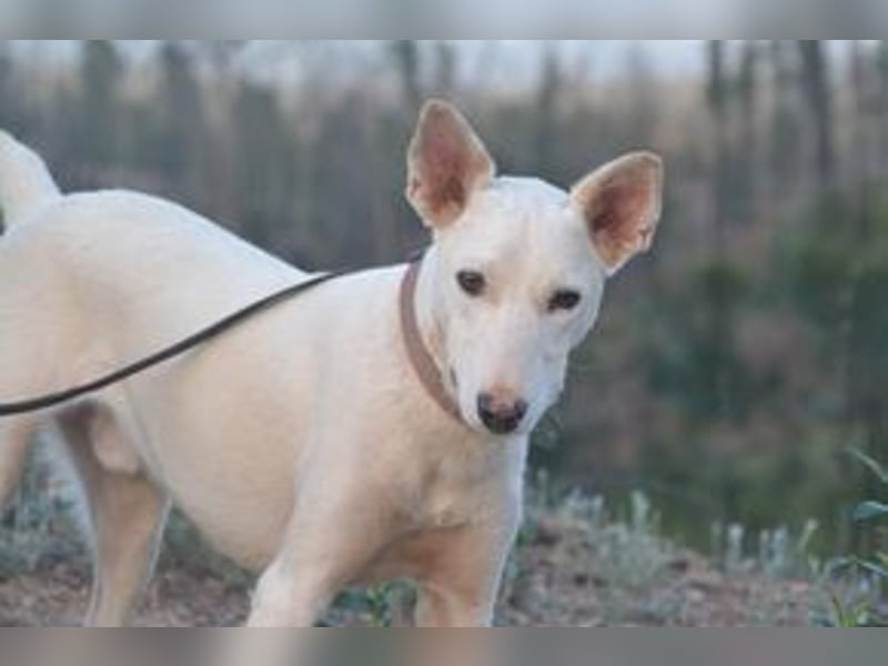 Lagune, ein zugewandter und liebenswerter Wildfang