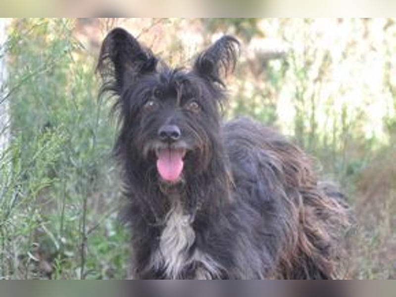 Motti und ihre Hundefreunde suchen dringend eine liebevolle neue Bleibe