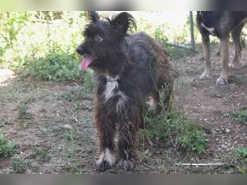 Motti und ihre Hundefreunde suchen dringend eine liebevolle neue Bleibe