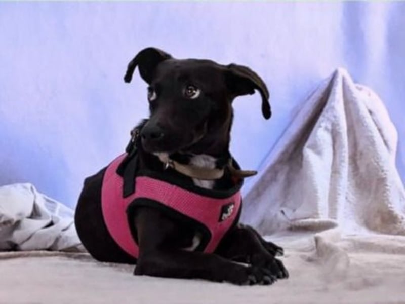 Marisa – ein liebes Mädchen