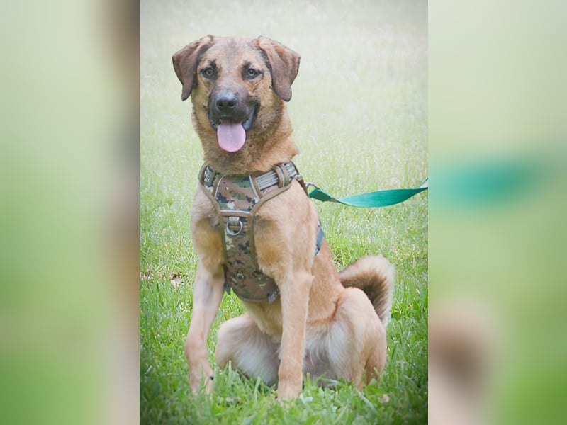 Sweet – junger Wirbelwind mit Herz