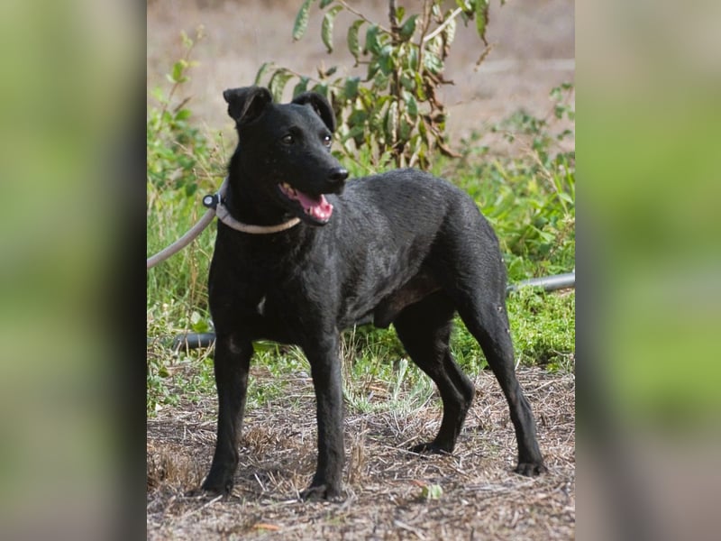 Matteus – ein sanfter Begleiter