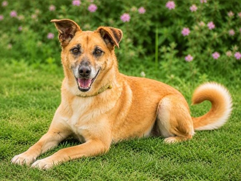 Sunny – lebensfrohe Hündin sucht ihre Menschen