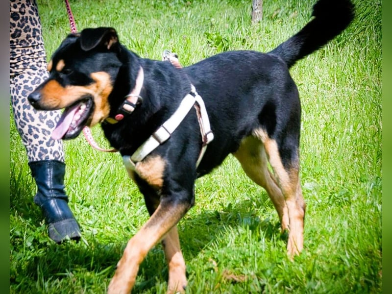 Calvin - ein sanfter Freund