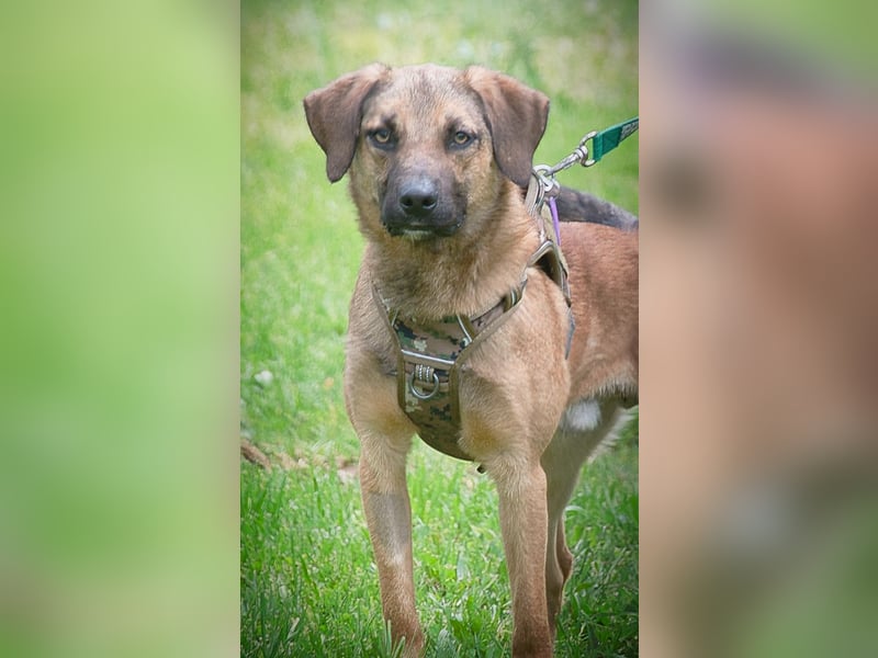 Sweet – junger Wirbelwind mit Herz