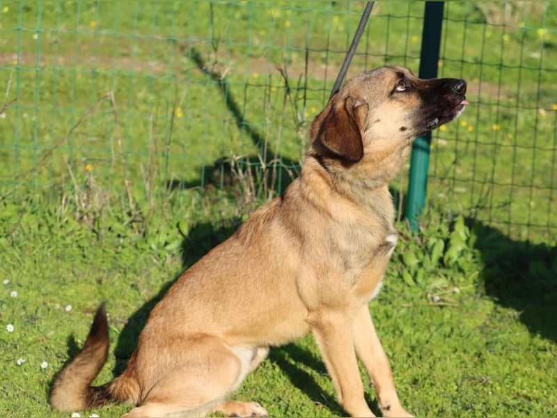 Sweet – junger Wirbelwind mit Herz