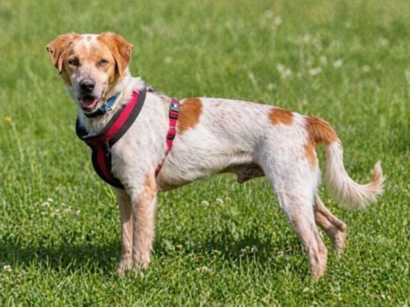 Amigo - möchte wieder dazugehören