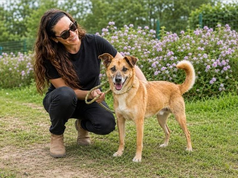 Sunny – lebensfrohe Hündin sucht ihre Menschen