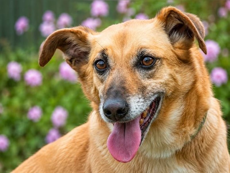 Sunny – lebensfrohe Hündin sucht ihre Menschen