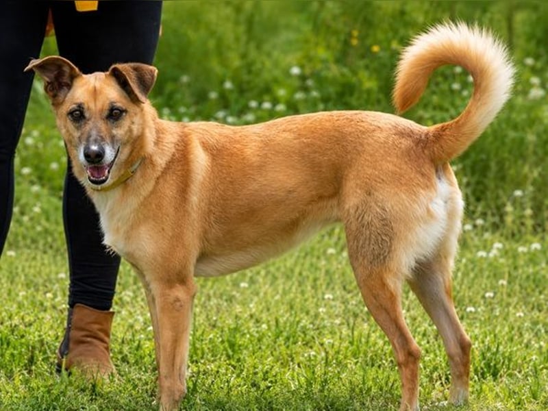 Sunny – lebensfrohe Hündin sucht ihre Menschen
