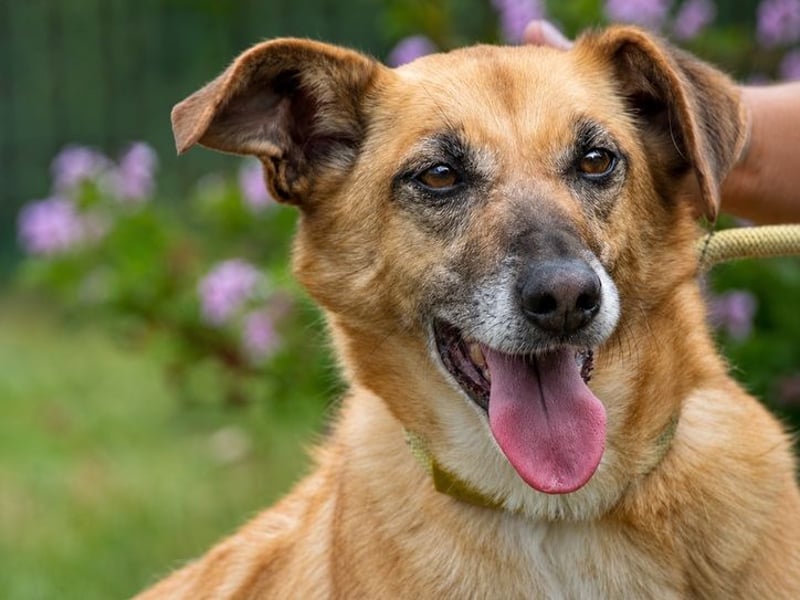 Sunny – lebensfrohe Hündin sucht ihre Menschen
