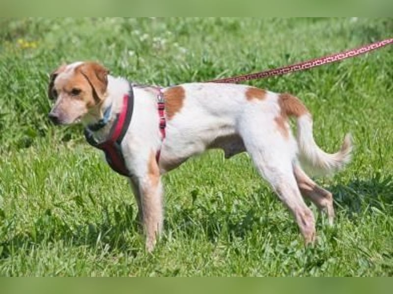 Amigo - möchte wieder dazugehören