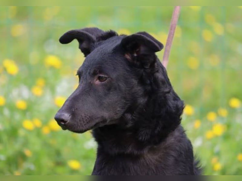 Lloyd - ein liebevoller Schmuser