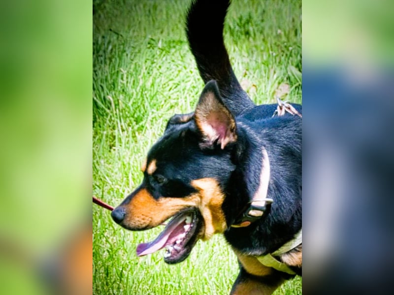 Calvin - ein sanfter Freund