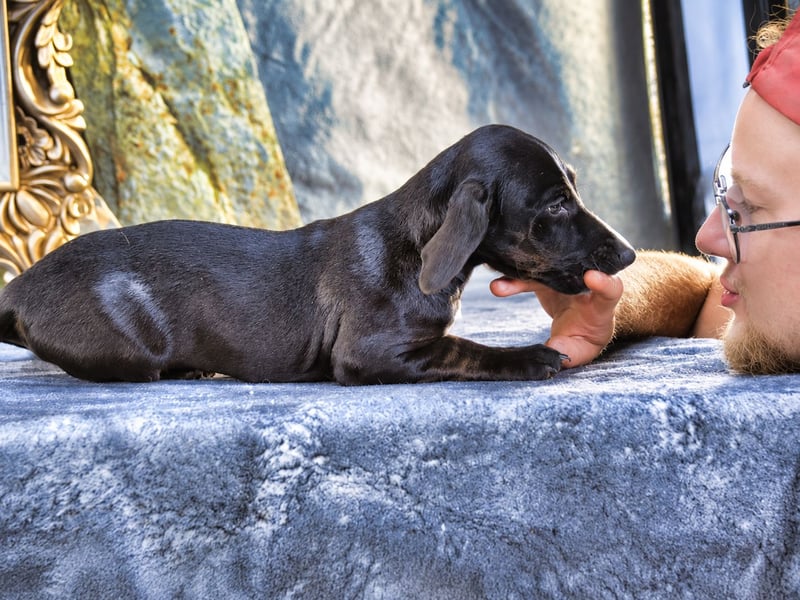 Ophelia – kleine Pfoten suchen ihren Platz