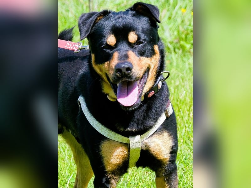 Calvin - ein sanfter Freund