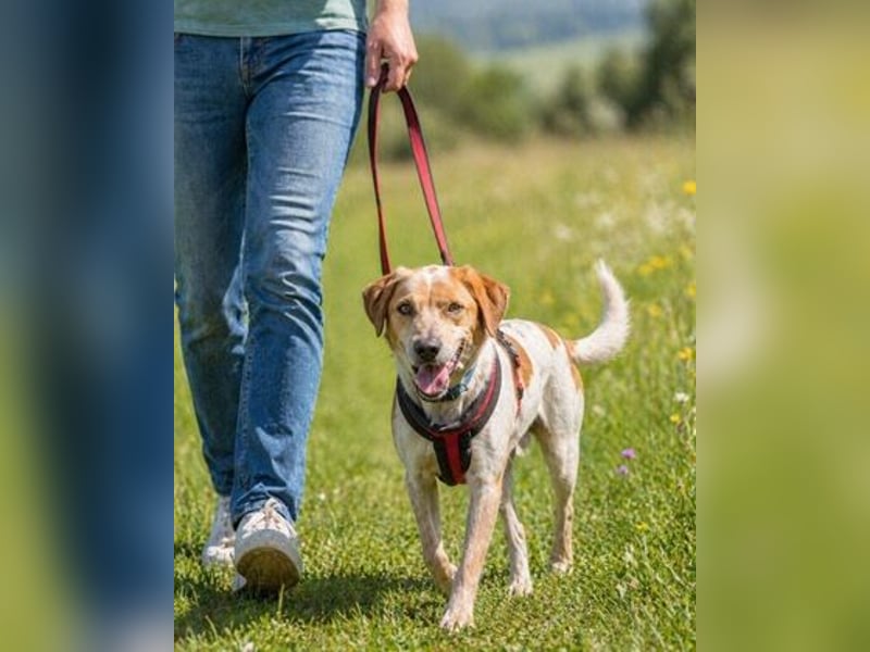 Amigo - möchte wieder dazugehören
