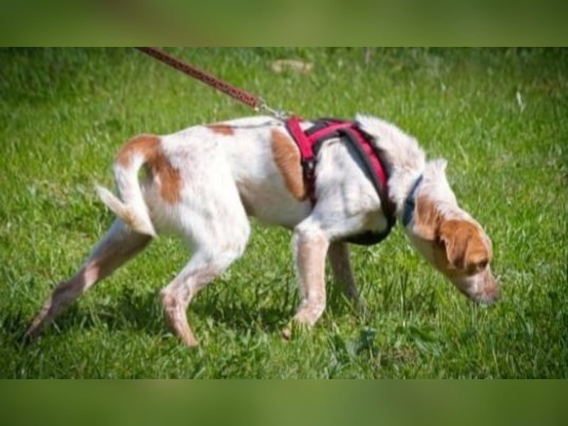 Amigo - möchte wieder dazugehören