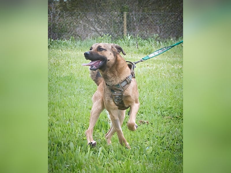 Sweet – junger Wirbelwind mit Herz