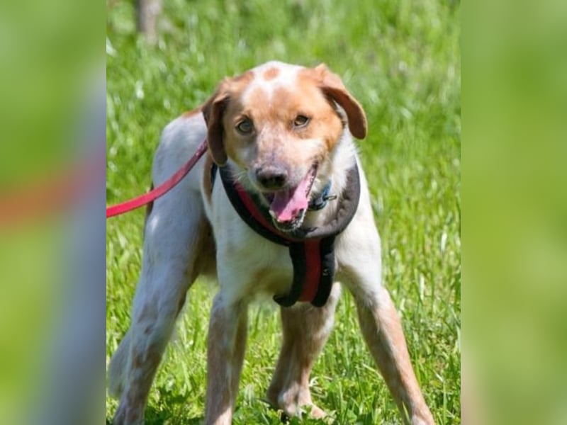 Amigo - möchte wieder dazugehören