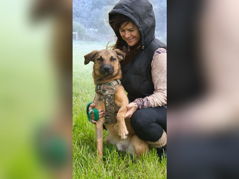 Sweet – junger Wirbelwind mit Herz