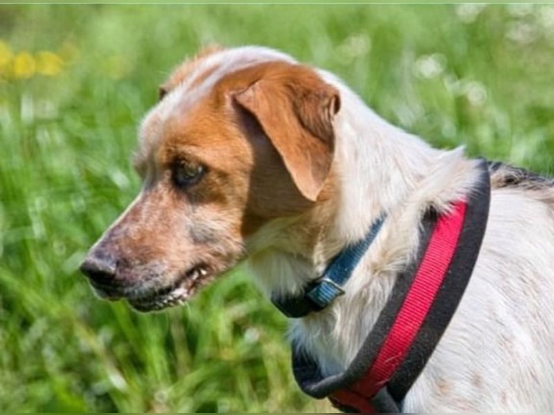 Amigo - möchte wieder dazugehören