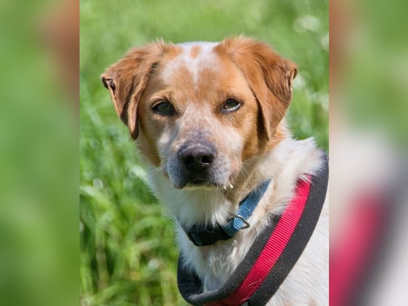 Amigo - möchte wieder dazugehören