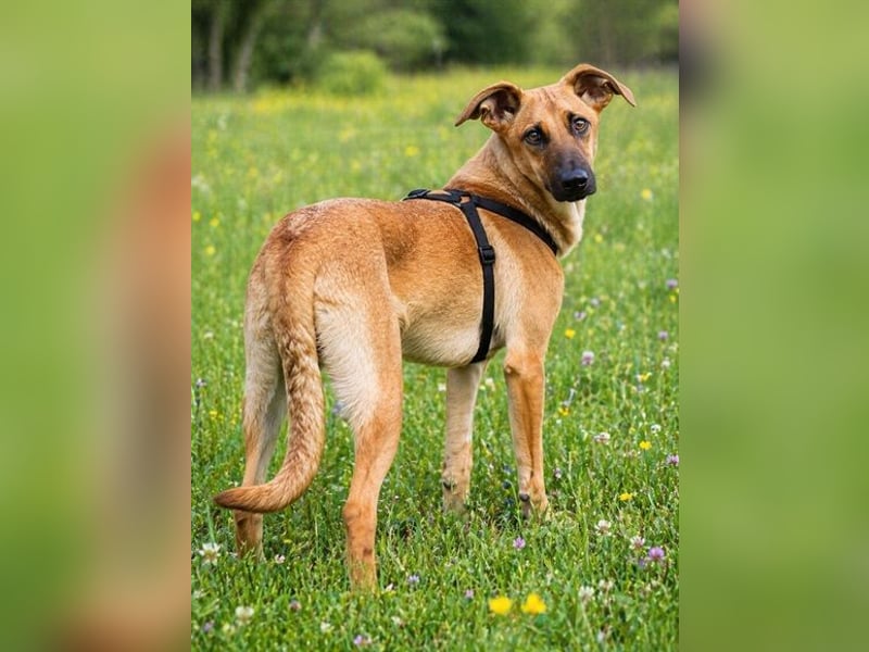 Delano - voller Charme und Lebensfreude